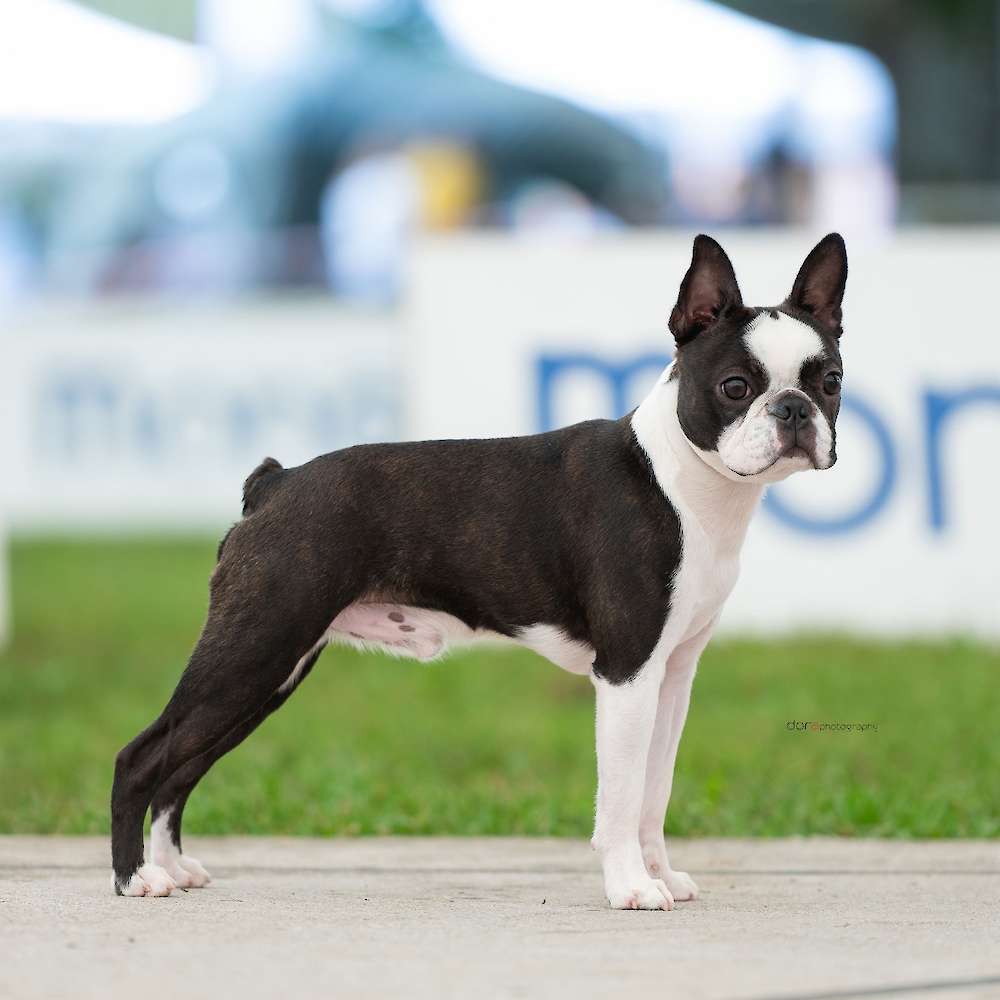 Victoria's Diamond Ego (IMP SVN)