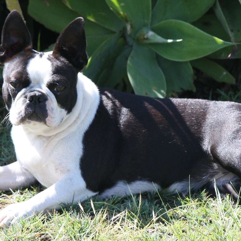 Our beautiful GiGi