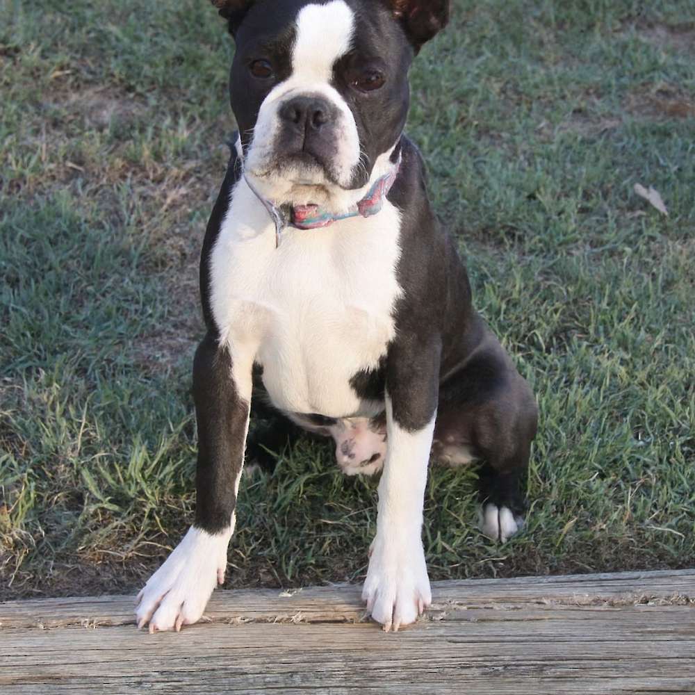 Cheeky Rascal "Jagger" - has found his forever family!