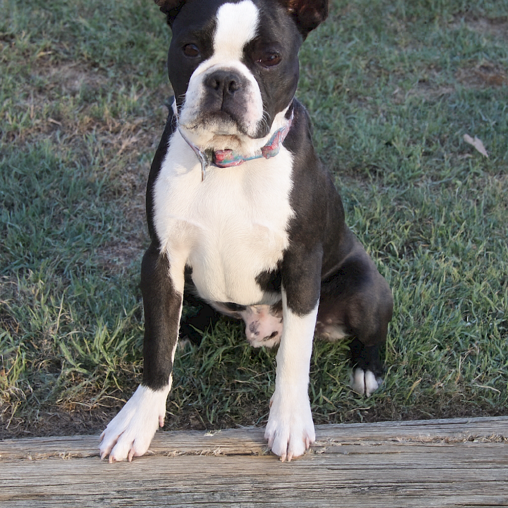 7 Month Old Boy looking for a forever home