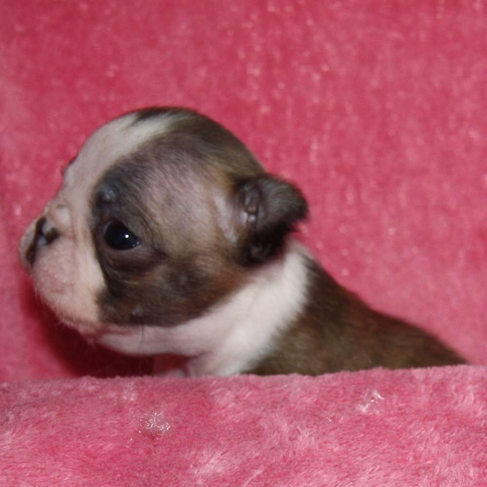 Little Mouse - Girl 3