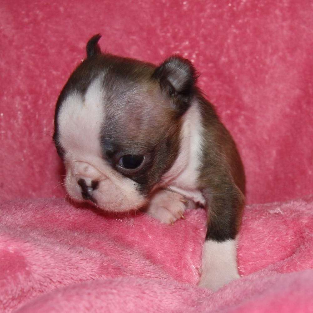 Little Mouse - Girl 3