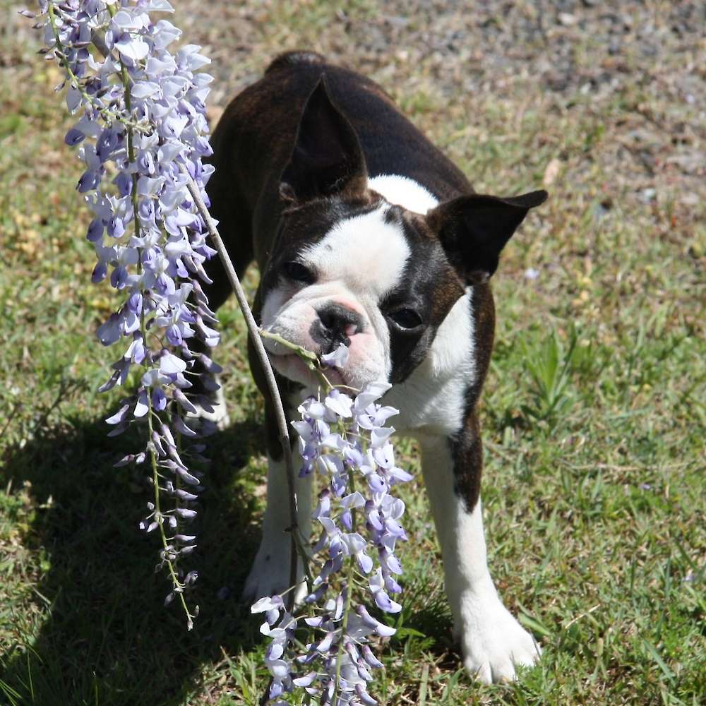 Shebos Diamonds Are Forever 