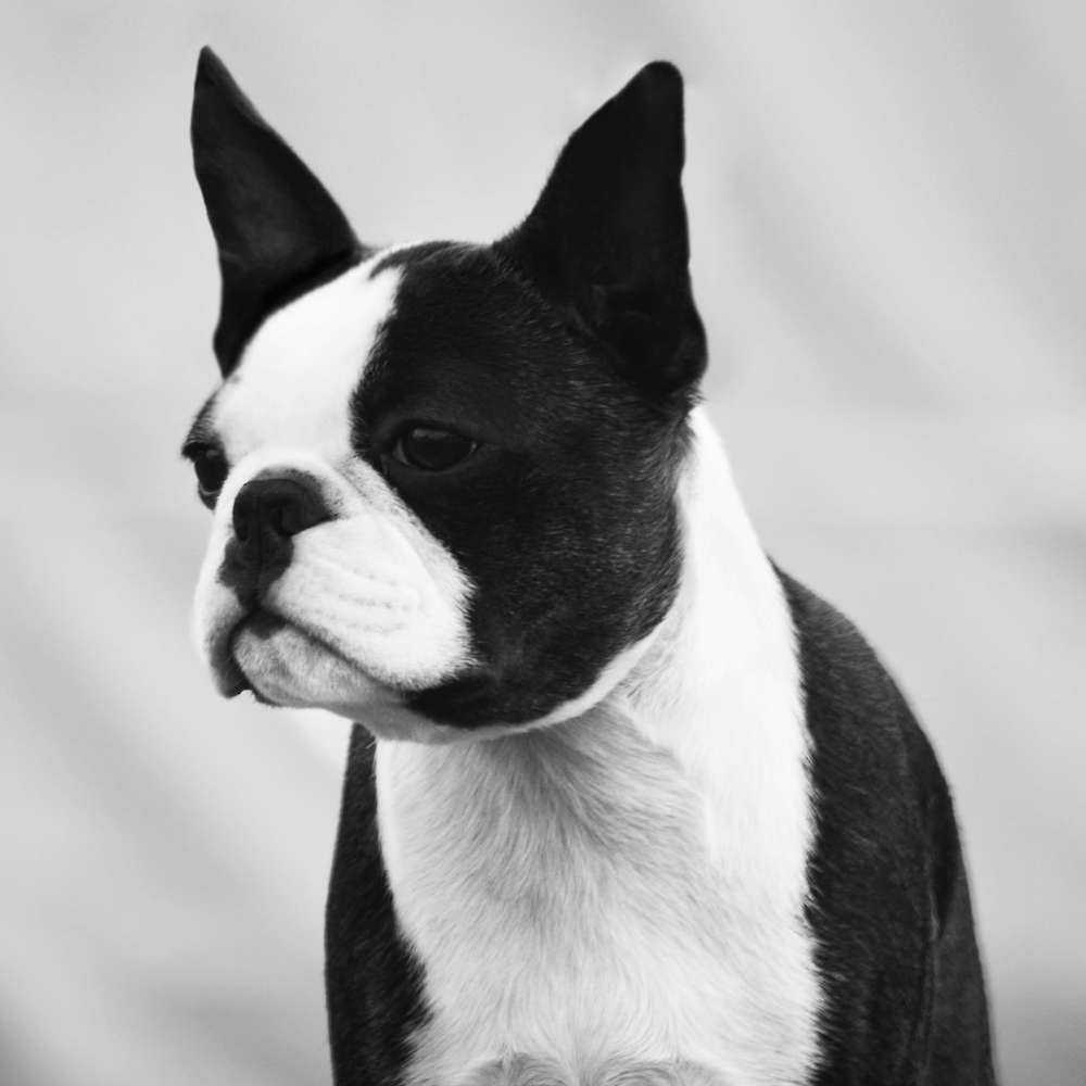 Shebos Diamonds Are Forever
Photo by Amy Gilson    https://www.zarebabostonterriers.com