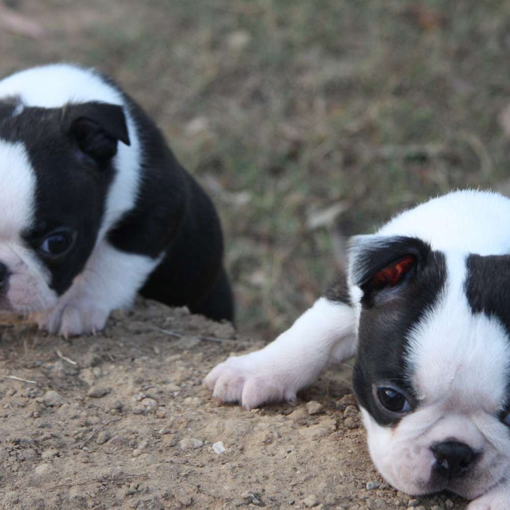 Twistie x Ego Litter