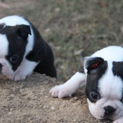 Twistie x Ego Litter